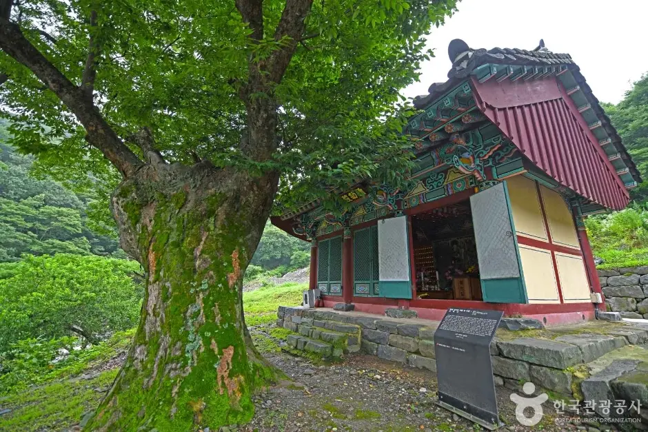 보령 녹차밭