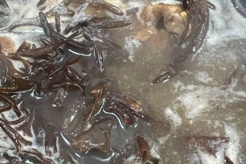 동네한바퀴 뜸북국 진도 소갈비뜸북국 맛집 정보 2