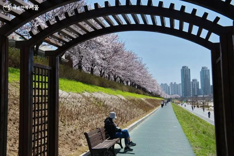서울 벚꽃길
