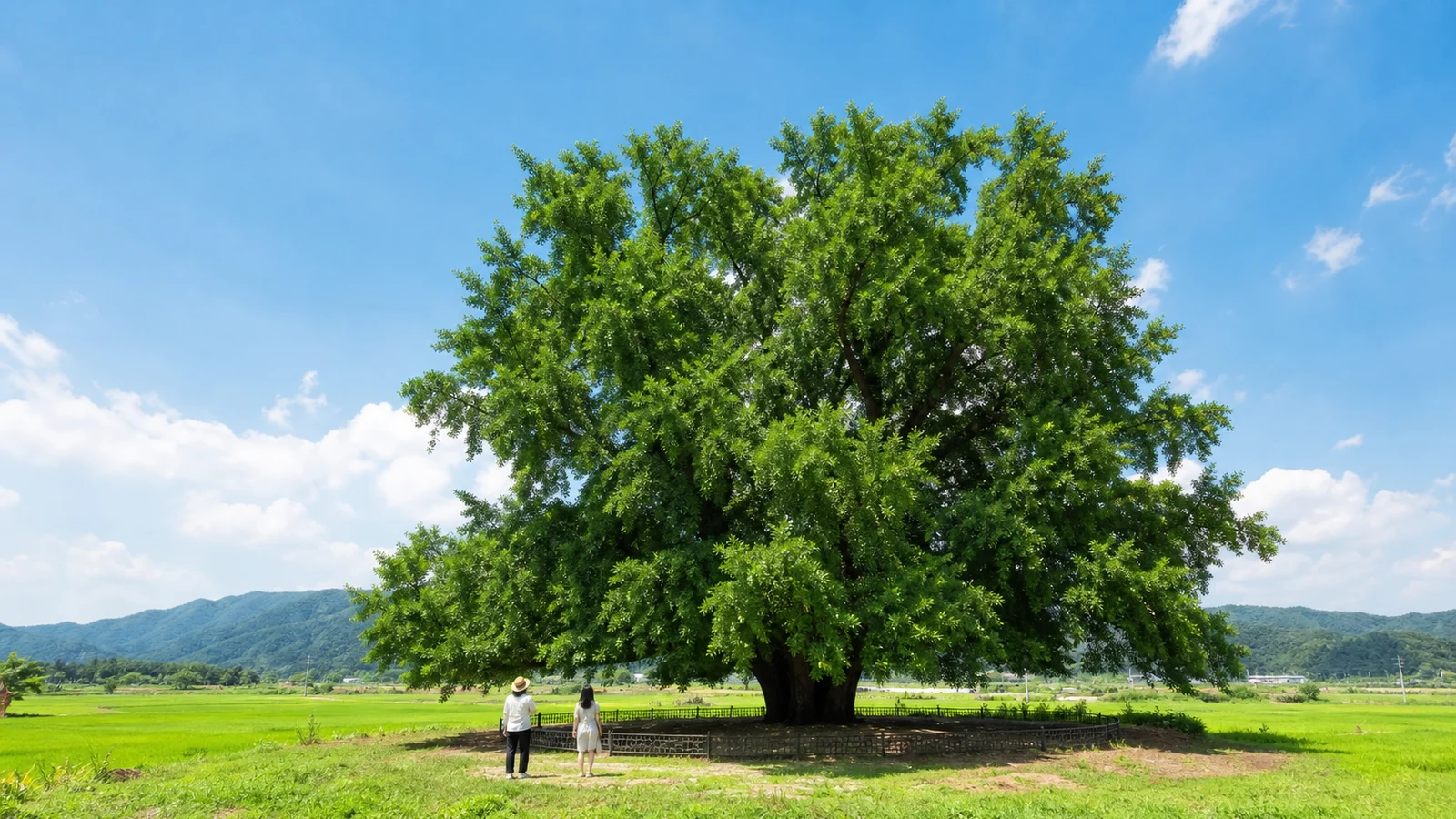 여름 논과 산을 배경으로 서 있는 원주 반계리 은행나무와 조용한 여행객