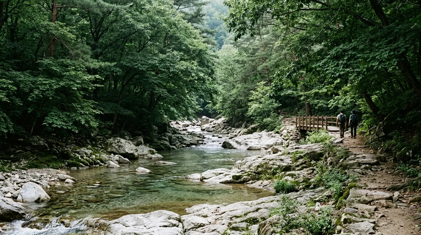 인제 백담계곡 숲그늘은 물가보다 먼저 자리를 잡는다