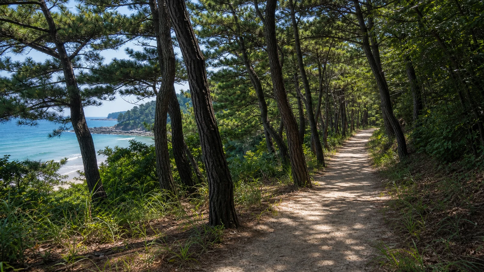덕적도 서포리해변 뒤편 소나무숲 산책길