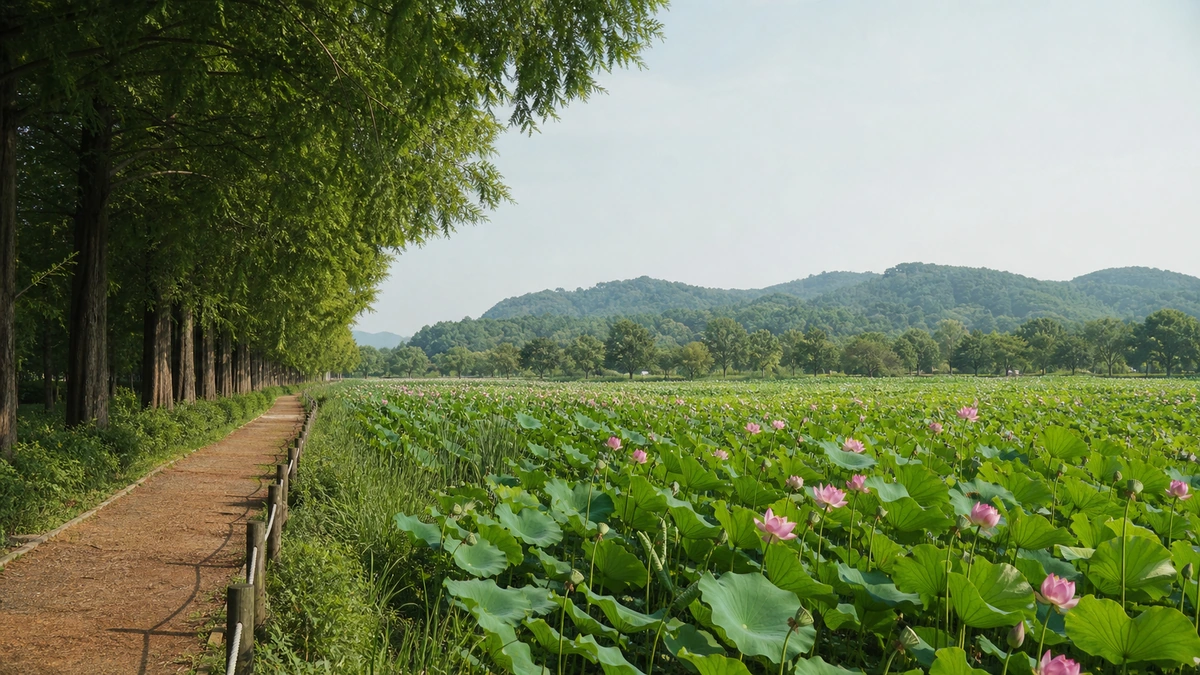 공주 정안천생태공원의 분홍 연꽃 군락과 연잎 사이 산책로