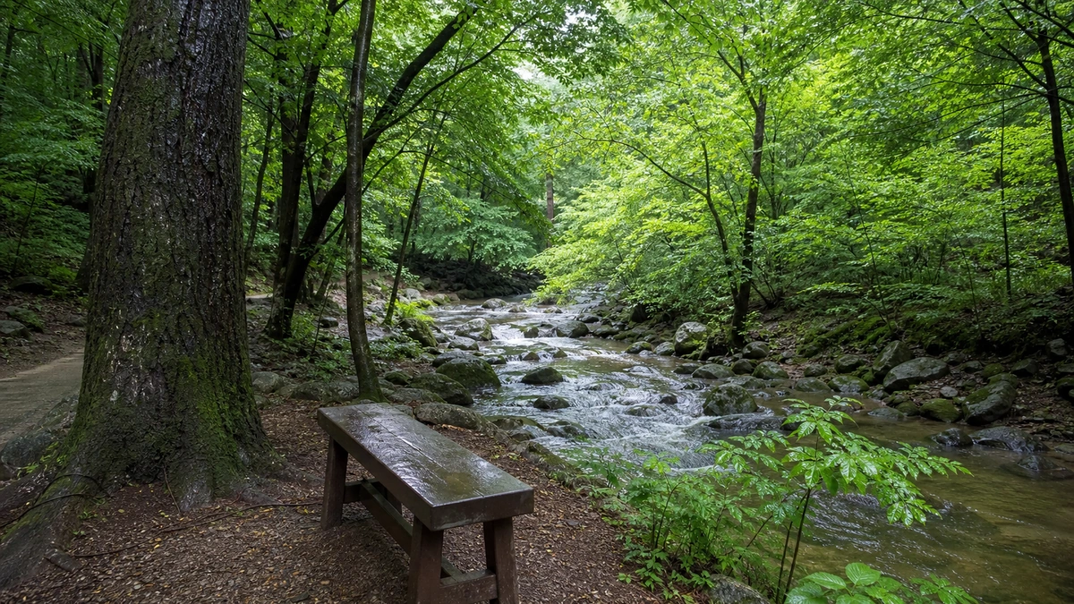 고창 선운산도립공원의 젖은 활엽수 숲과 계류 옆 빈 나무 벤치
