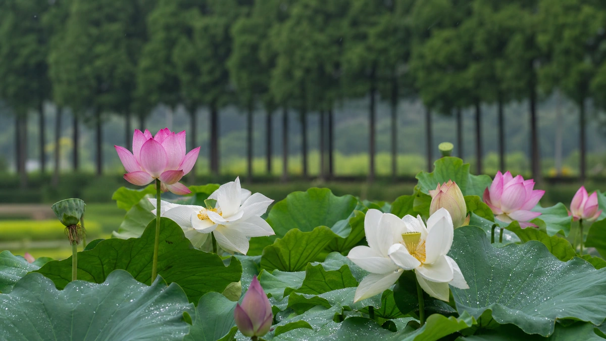 공주 정안천생태공원 연못의 분홍색과 흰색 연꽃에 빗방울이 맺힌 장면