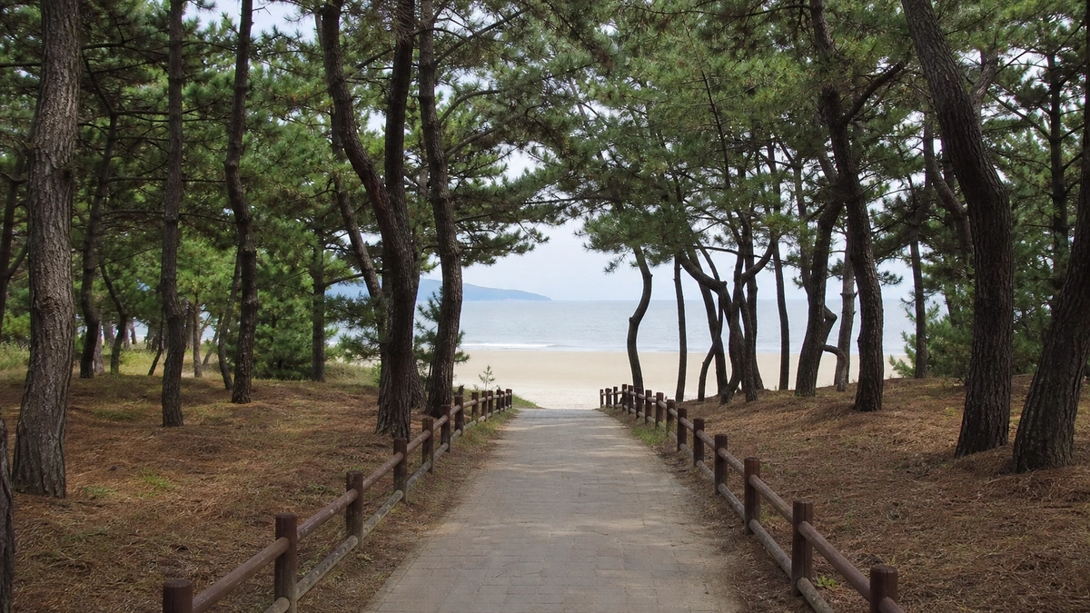 춘장대해수욕장 해송림 사이에서 백사장으로 이어지는 포장 접근로