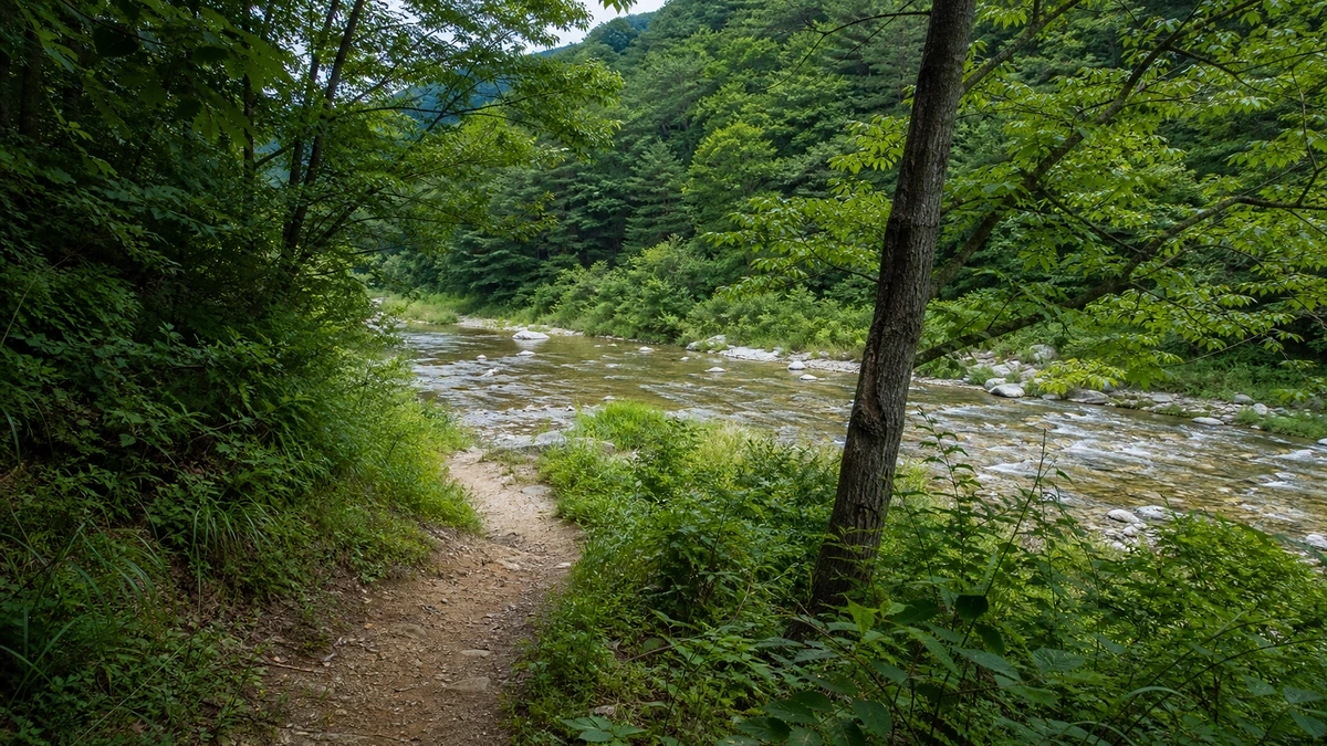 강원 인제 내린천 숲길에서 얕은 돌하천으로 이어지는 접근 장면