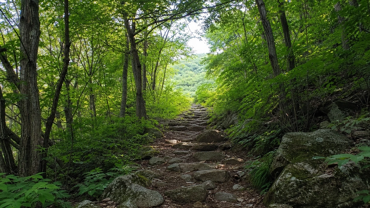 무주 향로산자연휴양림 여름 숲 아래 얕은 물길과 젖은 돌 디테일