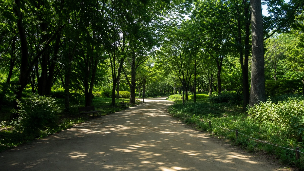 서울숲의 울창한 활엽수 아래 굽은 흙길과 그늘 벤치