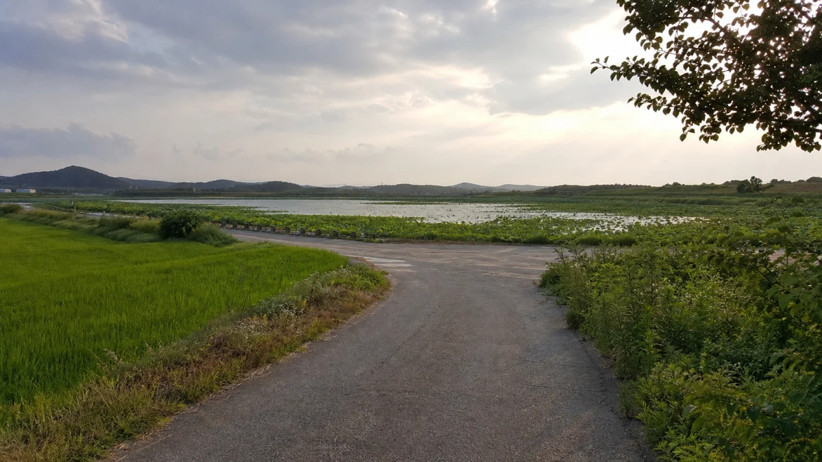 충남 당진 합덕제 연꽃밭으로 이어지는 논길과 수변 접근로