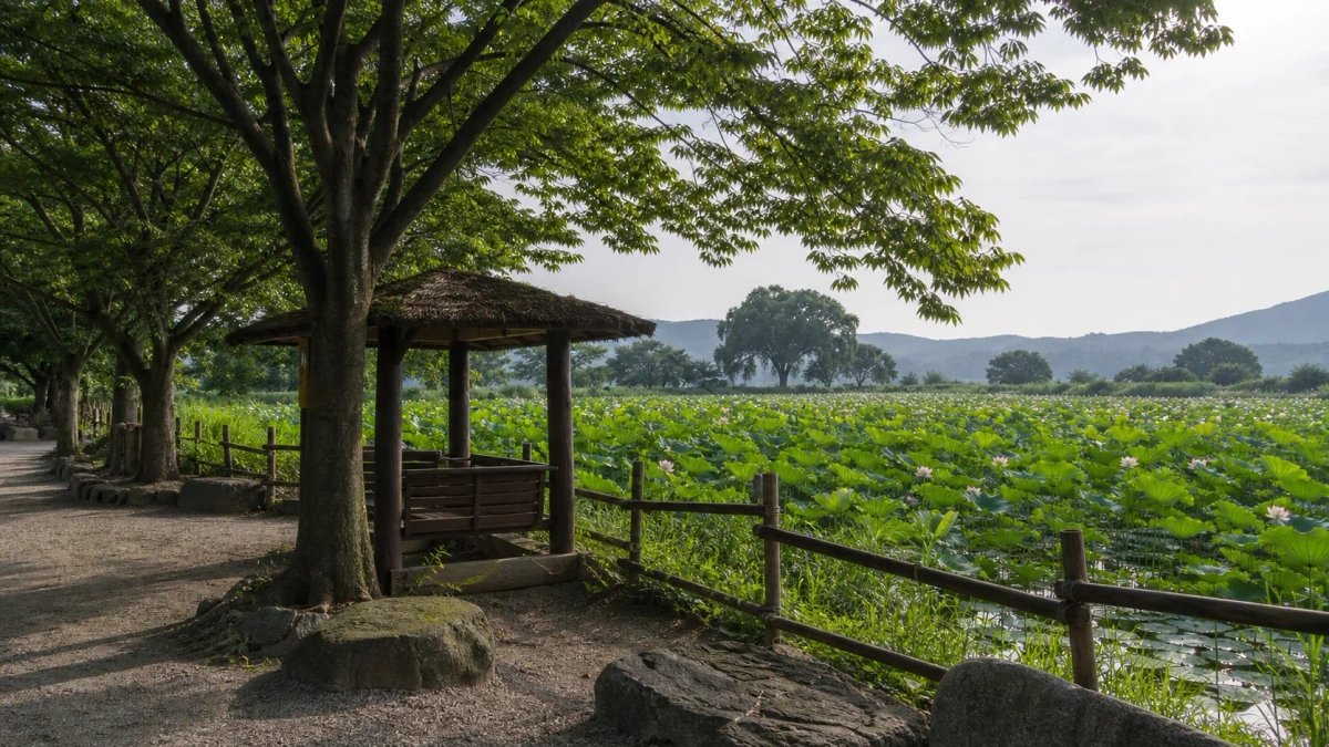충남 당진 합덕제 연꽃밭 옆 나무 그늘 휴식 공간과 산책길