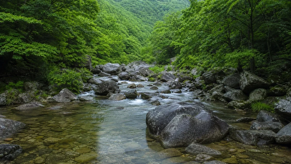 보성 일림산 용추계곡의 짙은 여름 숲과 둥근 바위 사이를 흐르는 계류 전경