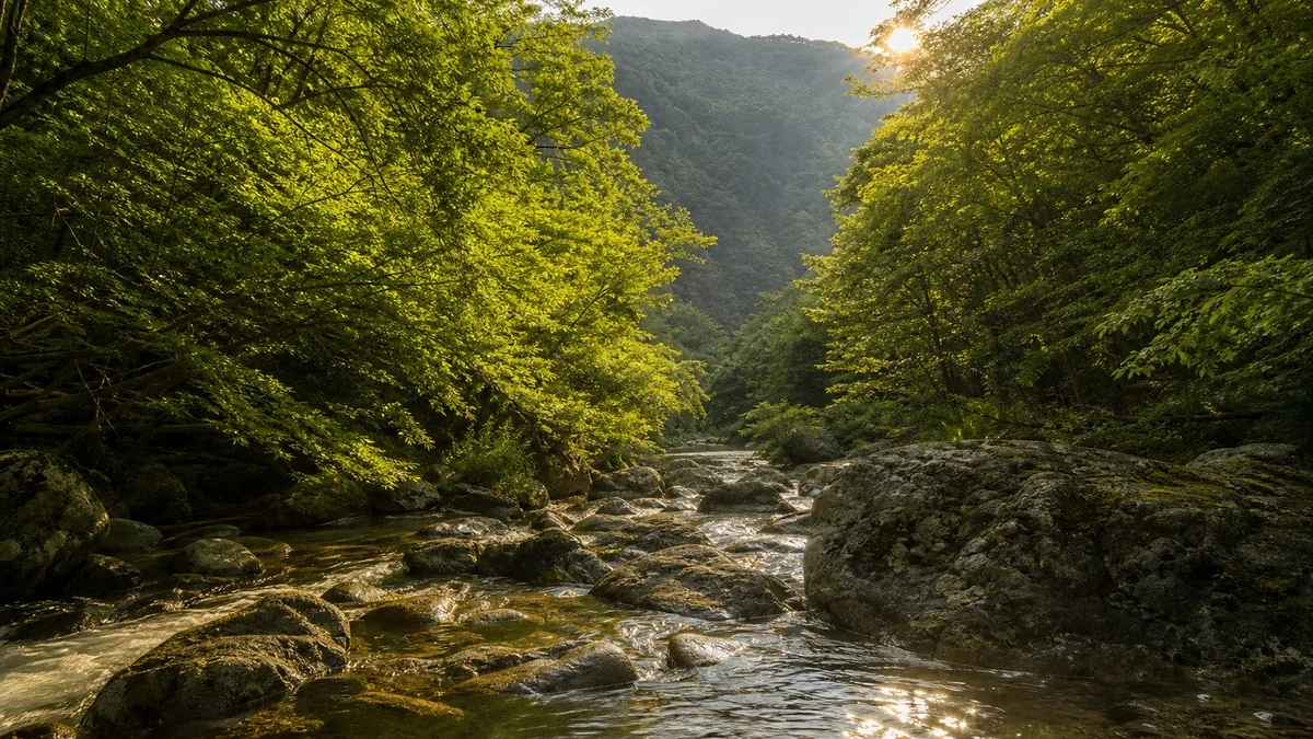 보성 일림산 용추계곡의 늦은 오후 햇빛이 숲과 젖은 바위에 비치는 장면