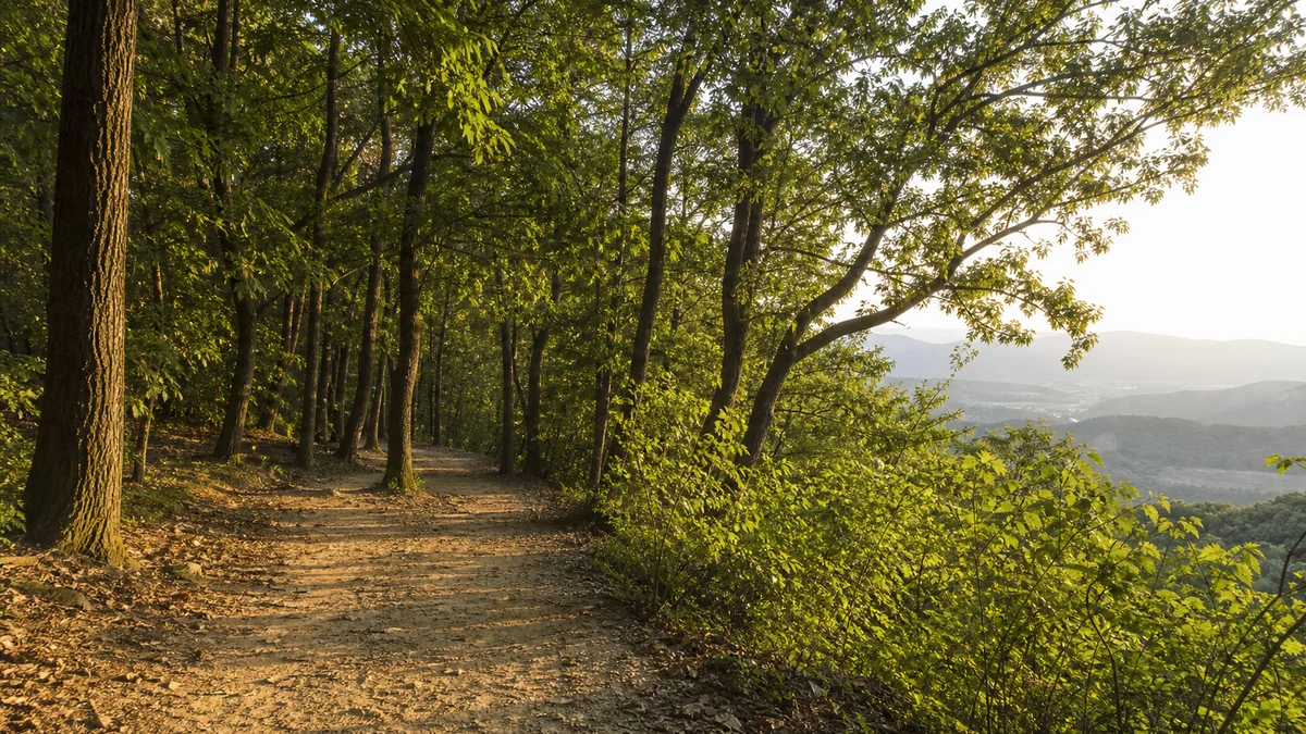 용인자연휴양림 숲길에 늦은 오후 햇빛이 스미고 계곡 너머 산이 보이는 장면