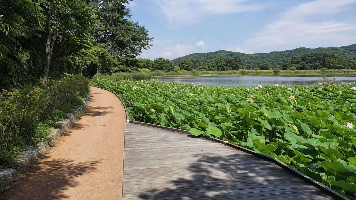 진주 강주연못 목조 수변 데크와 평탄한 흙길이 연꽃 가장자리로 이어지는 접근 동선
