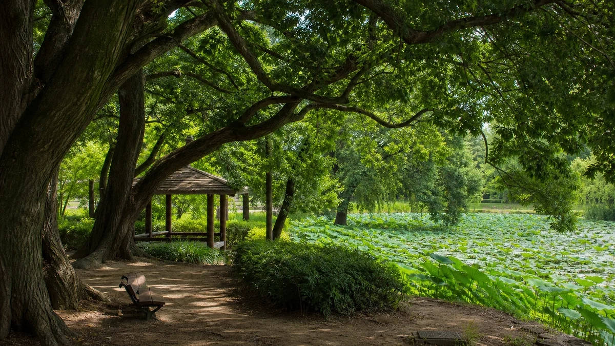 진주 강주연못 수백 년 고목 그늘과 벤치·정자, 연꽃 수면이 보이는 주변 쉼터