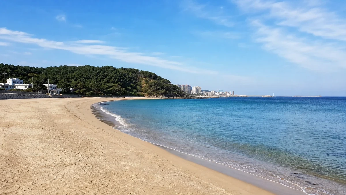 일산해수욕장의 넓은 모래사장과 완만한 동해 물빛이 도시와 소나무 언덕을 배경으로 이어지는 대표 전경