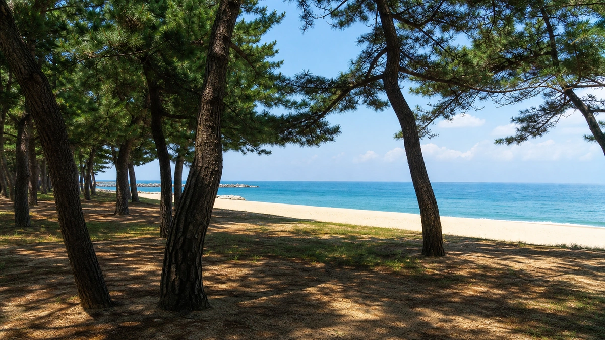 삼척해변 뒤편 소나무 그늘에서 백사장과 바다를 바라본 주변 공간