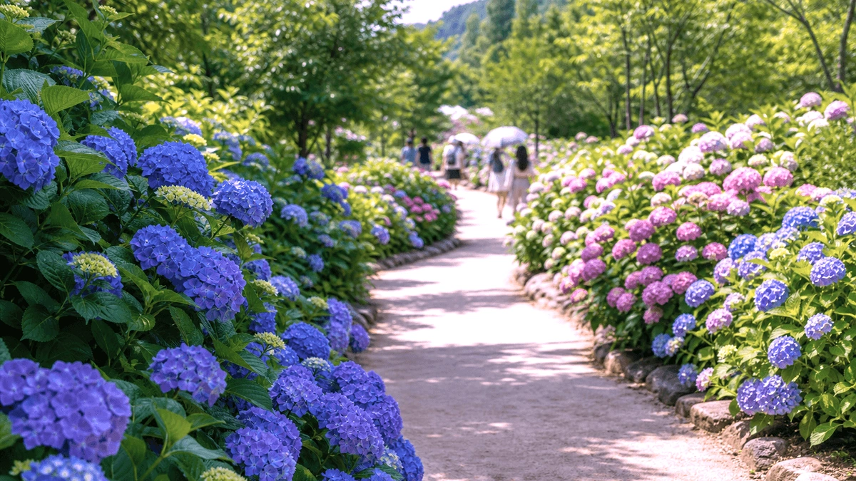 연꽃 길 옆 마을 보행로와 낮은 담장