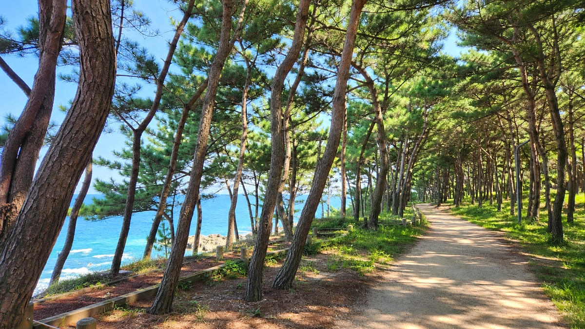 강릉 경포 해안 도심 산책로와 바다