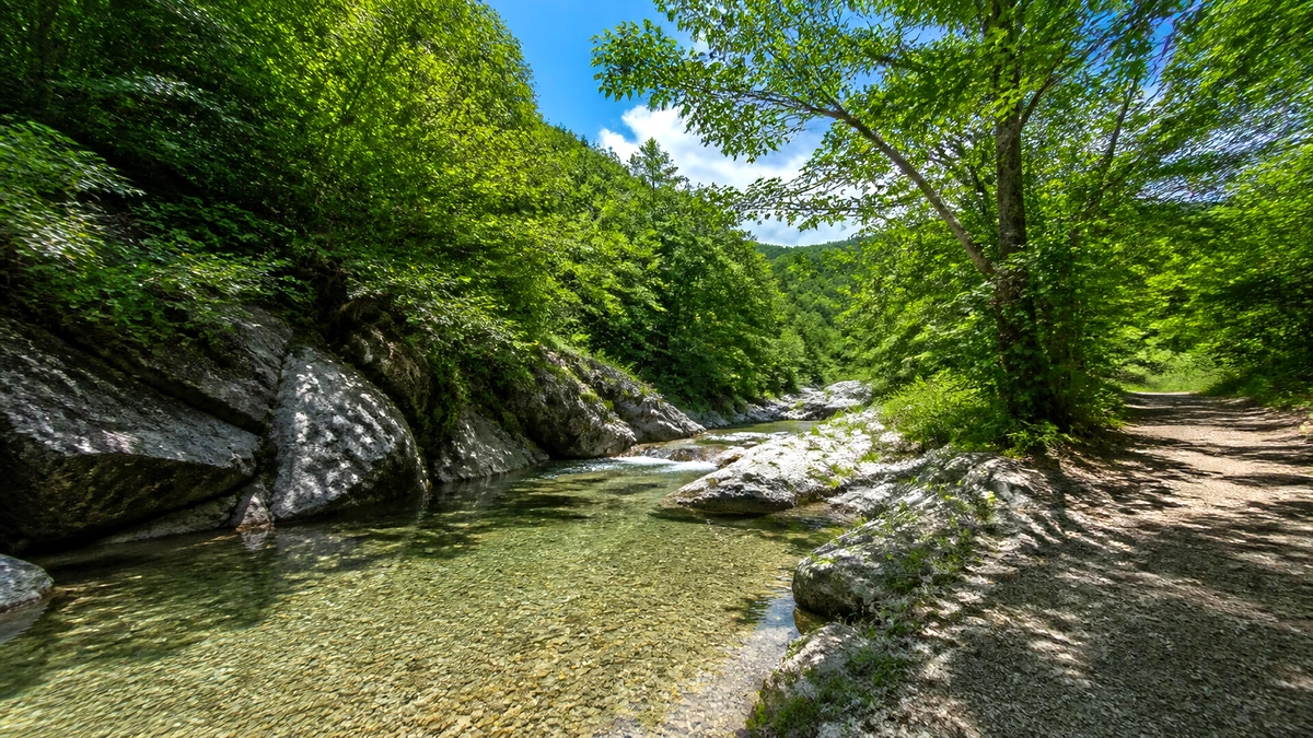 충남 여름 계곡의 맑은 물과 숲길 여행 사진