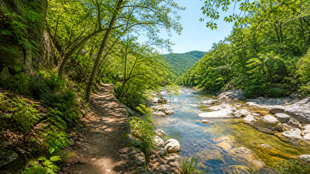 충남 숲그늘 계곡길과 얕은 물가 여행 사진