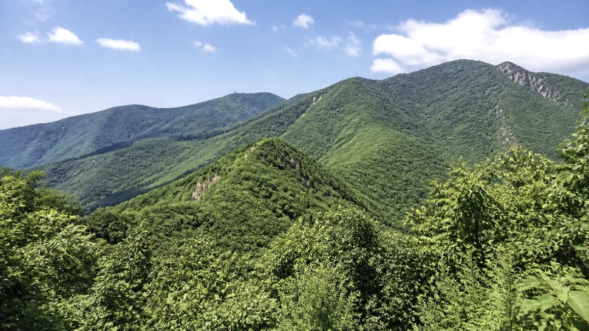 광덕산 여름 능선과 숲