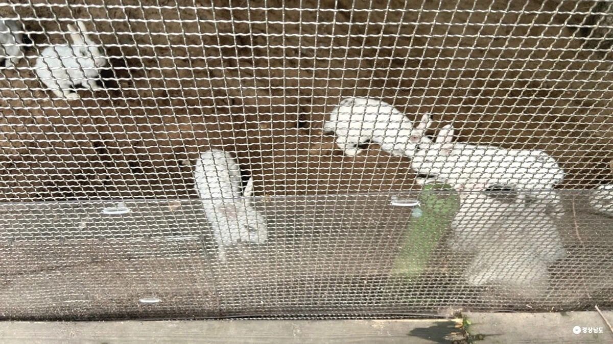 양산 대운산자연휴양림 숲 다리와 산 원경