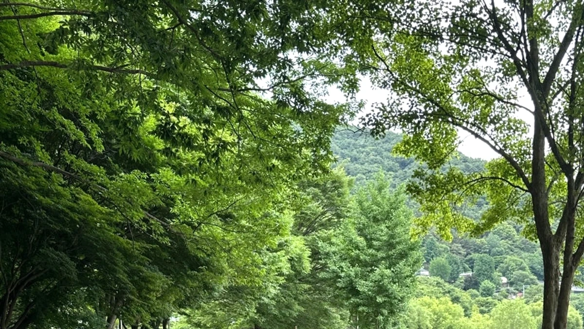 한벽굴 뒤편 전주천 산책길과 여름 나무