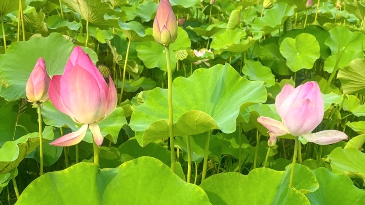 동궁과 월지 주변 연꽃단지