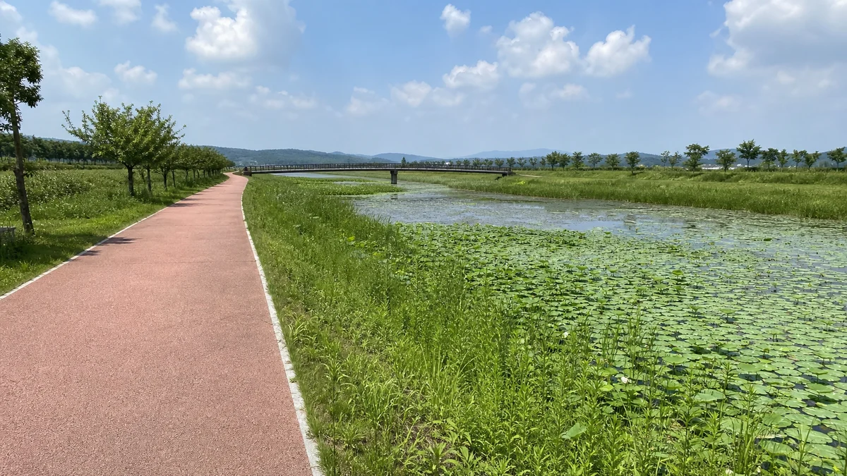 공주 정안천생태공원 연꽃 습지 옆 붉은 포장 산책로와 다리로 이어지는 진입 동선