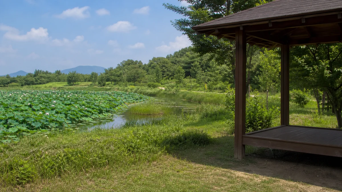 공주 정안천생태공원 연꽃 습지 곁 나무 쉼터와 열린 풀밭 풍경