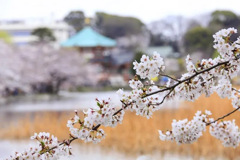 Centurion Hotel Ueno 호텔 사진