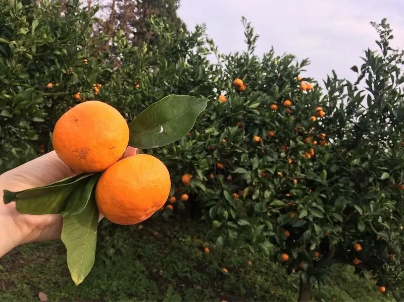 [제주/애월] 마눌펜션 호텔 사진