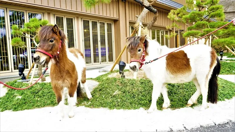 호시카게 료칸 호텔 동부산 호텔 사진