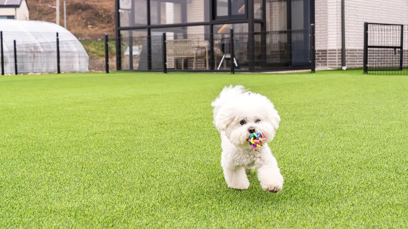강화 하루멍 애견펜션 호텔 사진