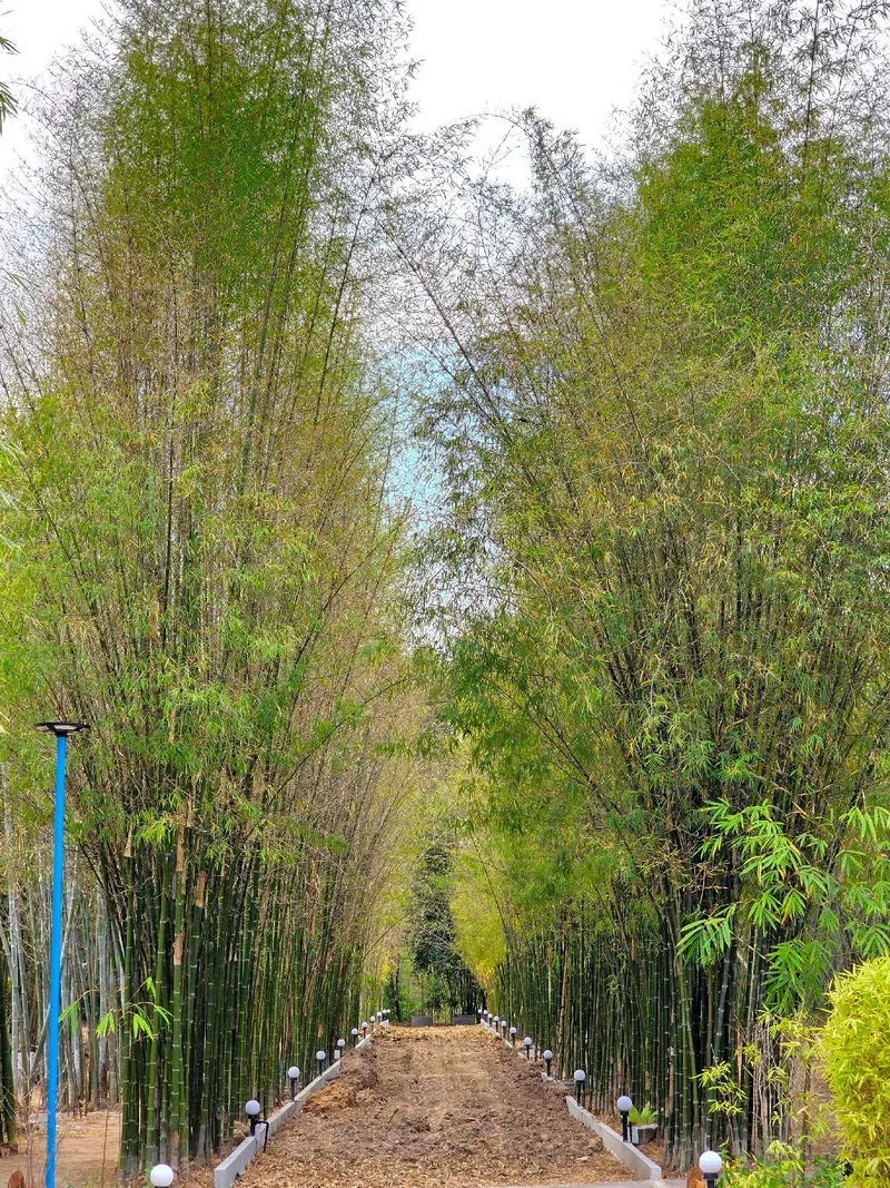 Bamboo Resort, Chong Mek 호텔 사진