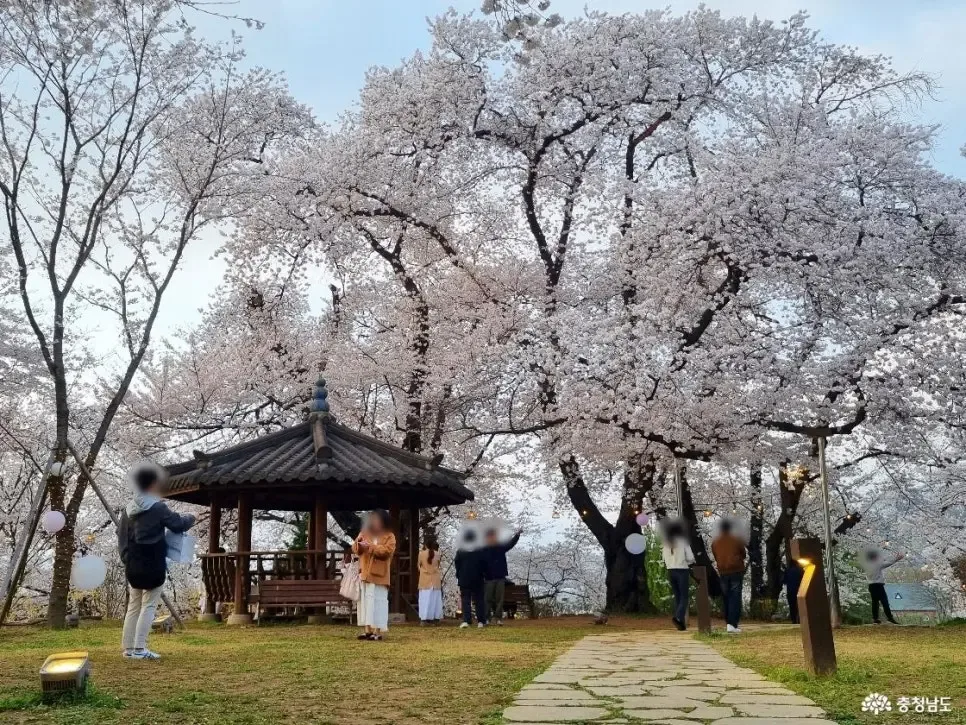 ห้ามพลาด! ซากุระบานสุดท้ายที่พิพิธภัณฑ์ประวัติศาสตร์ Chungnam Gongju