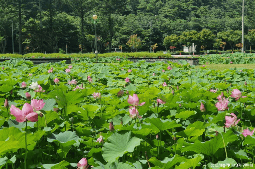 보은 속리산 연꽃단지 연꽃 해바라기 명소