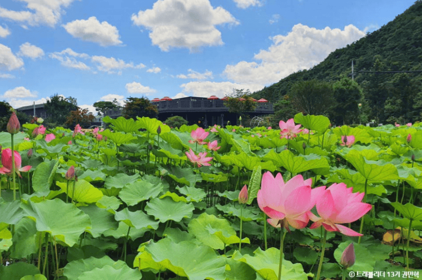 보은 속리산 연꽃단지 연꽃 해바라기 명소