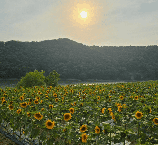 경주 바실라 카페 연꽃 해바라기 명소