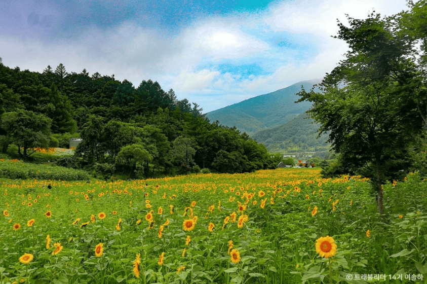 태백 구와우마을 연꽃 해바라기 명소