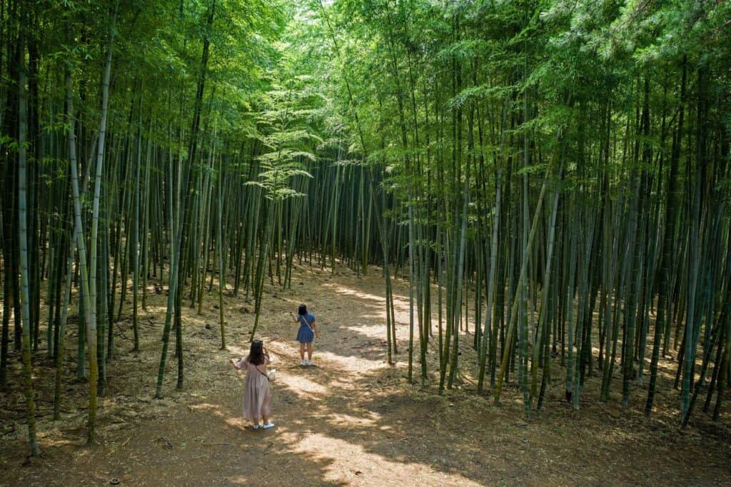아홉산숲