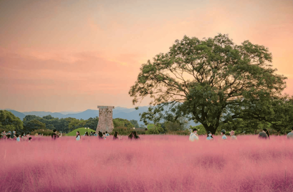 경주 핑크뮬리 군락지