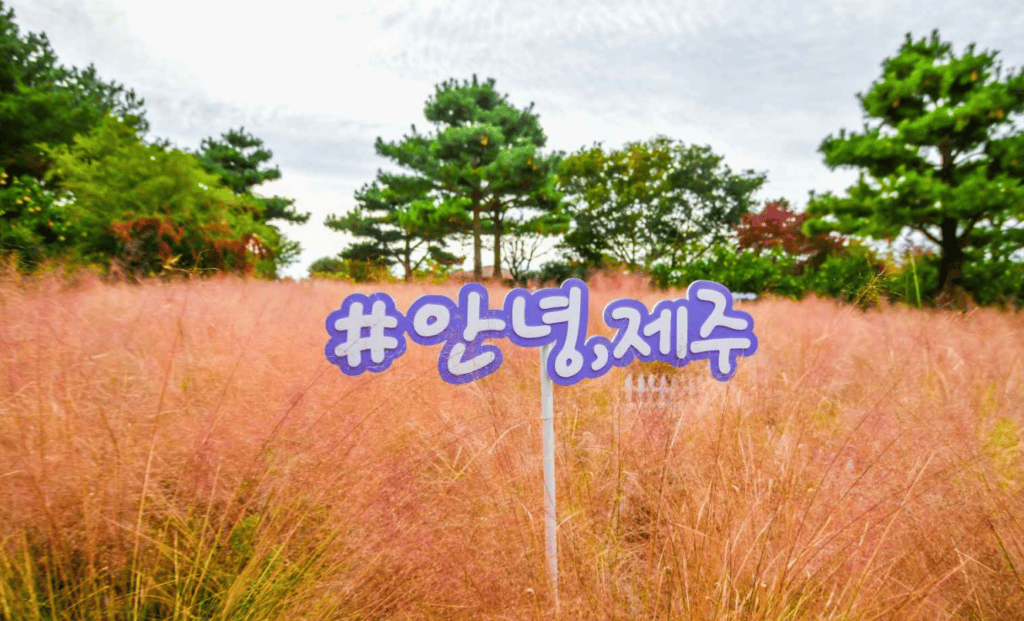휴애리 핑크뮬리 축제