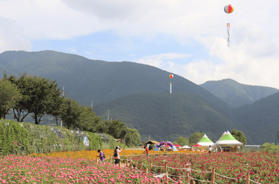 평창 백일홍축제