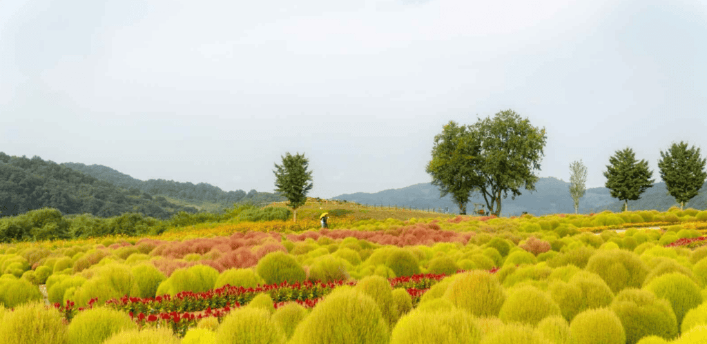 댑싸리공원