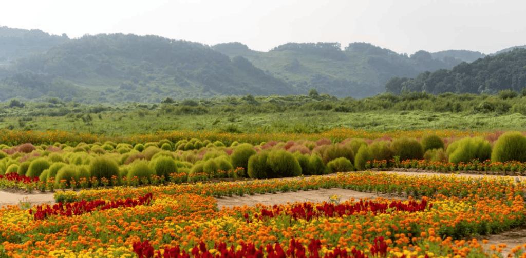 댑싸리공원