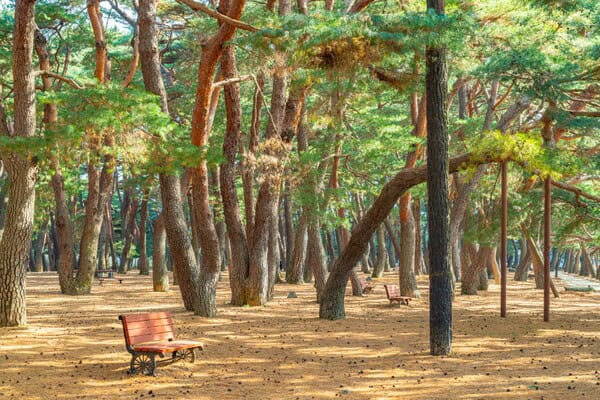 하동송림에는 900여 그루의 나무가 자라고 있으며, 주변에는 송림공원이 조성돼 있다 / 한국관광공사