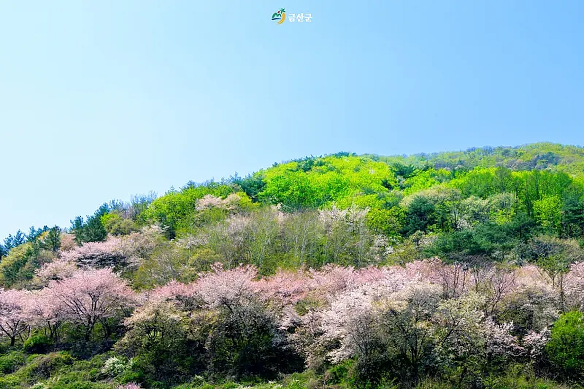 금산 보곡산골 산벚꽃 축제 총정리